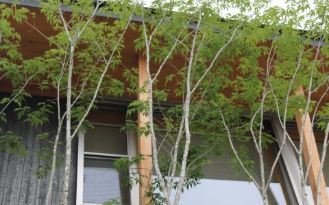 岡山市｜和モダン住宅と緑の外構