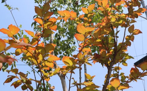 総社市｜グレージュを引き立てる植栽