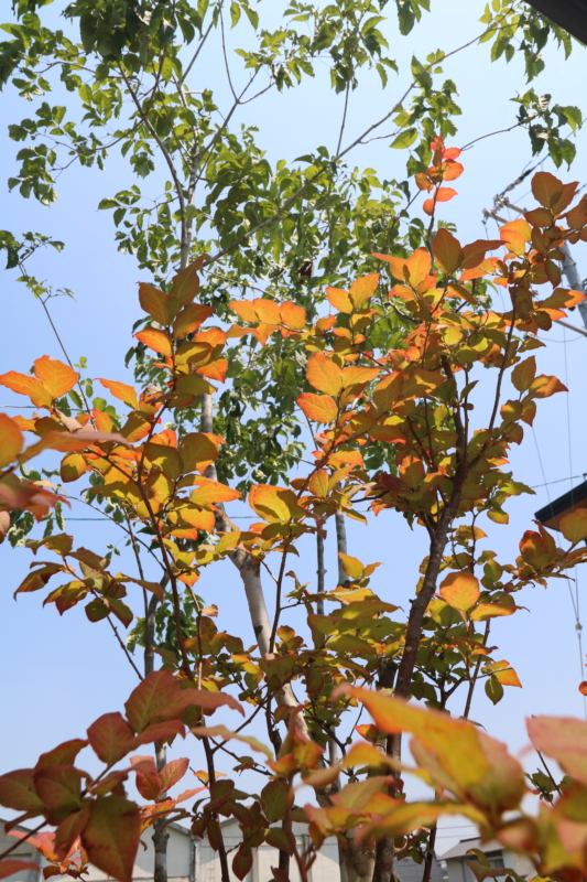 総社市｜グレージュを引き立てる植栽