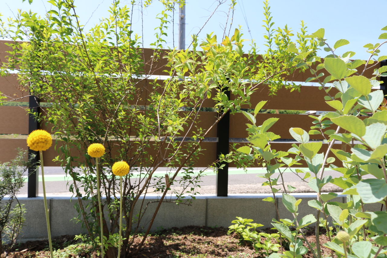 総社市、フェンス前の低木とクラスペディア