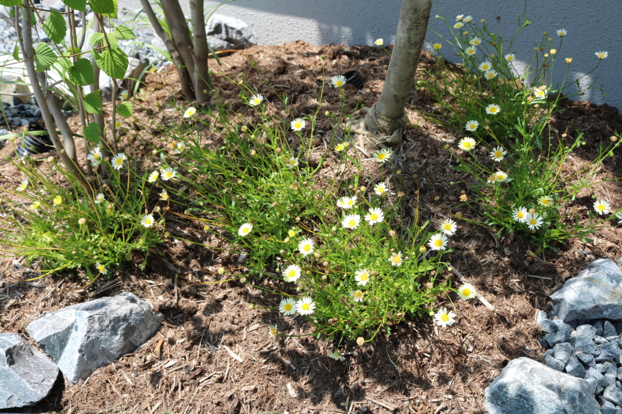 総社市、足元を彩るブラキカムなどの下草