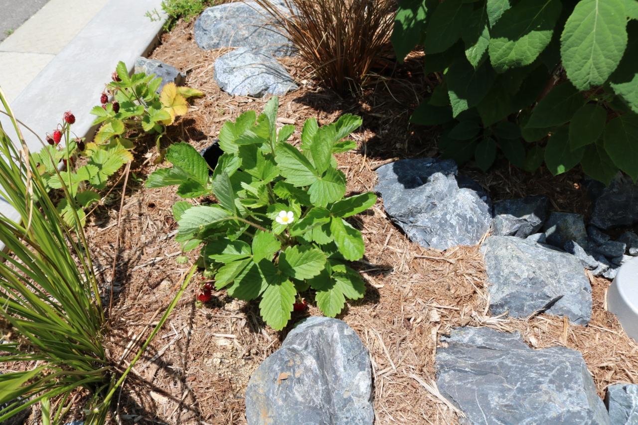 ワイルドストロベリー