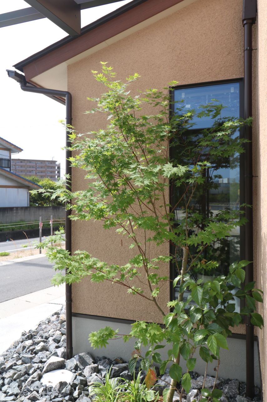 植栽の近景　アオダモ、モミジなど