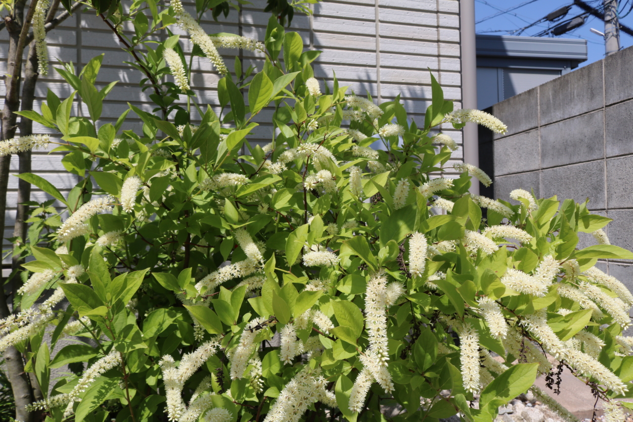 倉敷市　コバノズイナ
